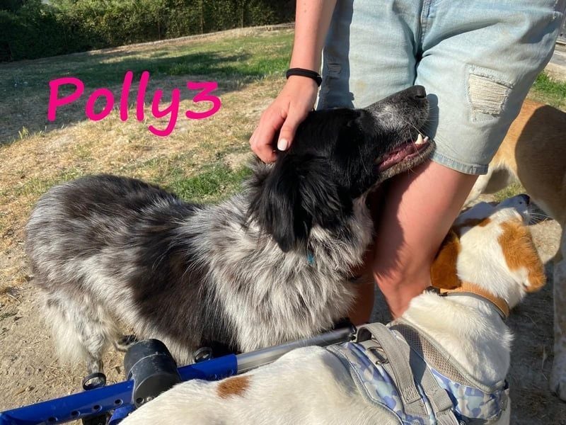 Polly3 geb. 05/2023 (GRC) - neugierige und freundliche, wunderschöne Hündin!
