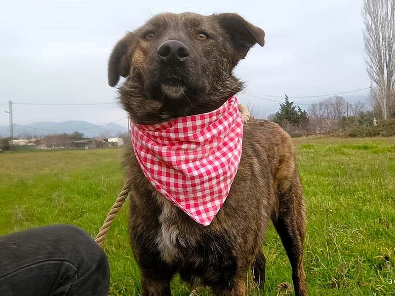 Sally6 geb. 2020 (GRC) - sanftmütige, ruhige und liebenswerte, wunderschöne Hündin!