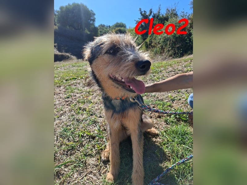 Cleo2 geb. 01/2025 (GRC) - freundliche Junghündin sucht ihr Körbchen oder Pflegestelle!