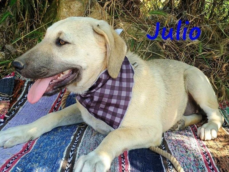 Julio geb. 12/2024 (GRC) - ausgeglichener und sozialer Junghund!