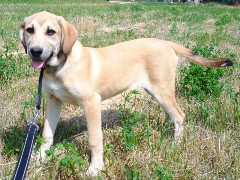 Angeliki geb. 12/2024 (GRC) - freundliche, verspielte und ausgeglichene Welpin!