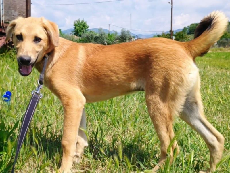 Petros3 geb. 12/2024 (GRC) - ausgeglichener, freundlicher und geselliger Welpe! Petros3 geb. 12/2024 (GRC) - ausgeglichener, freundlicher und geselliger Welpe!