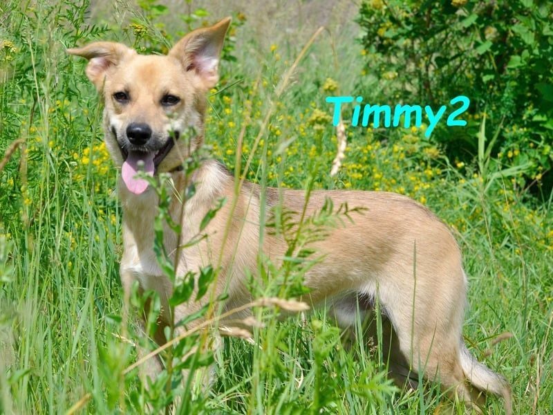 Timmy2 geb. 03/2023 - verspielter, aktiver und fröhlicher junger Rüde!