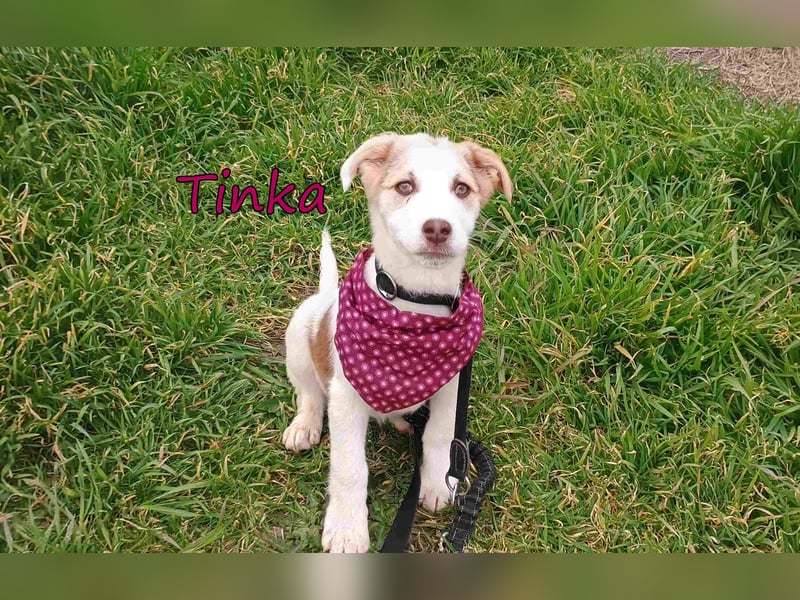 Tinka geb. 12/2025 (GRC) - fröhliches und verspieltes Hundebaby sucht ihren Platz im Leben!