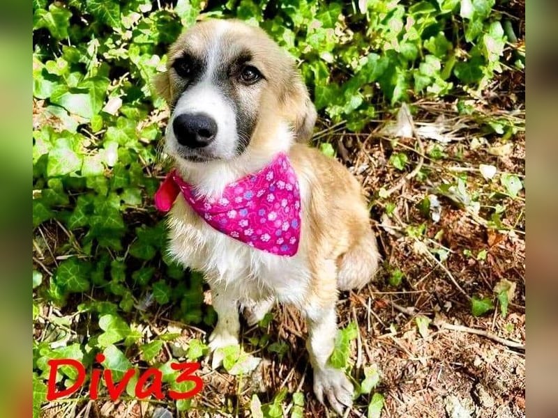 Diva3 geb. 07/2023 (GRC) - lebensfrohe, liebe und verspielte Junghündin!