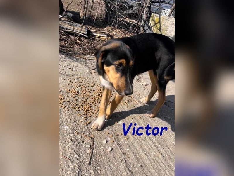 Victor geb. 07/2023 (GRC) - wunderschöner und menschenbezogener Junghund!