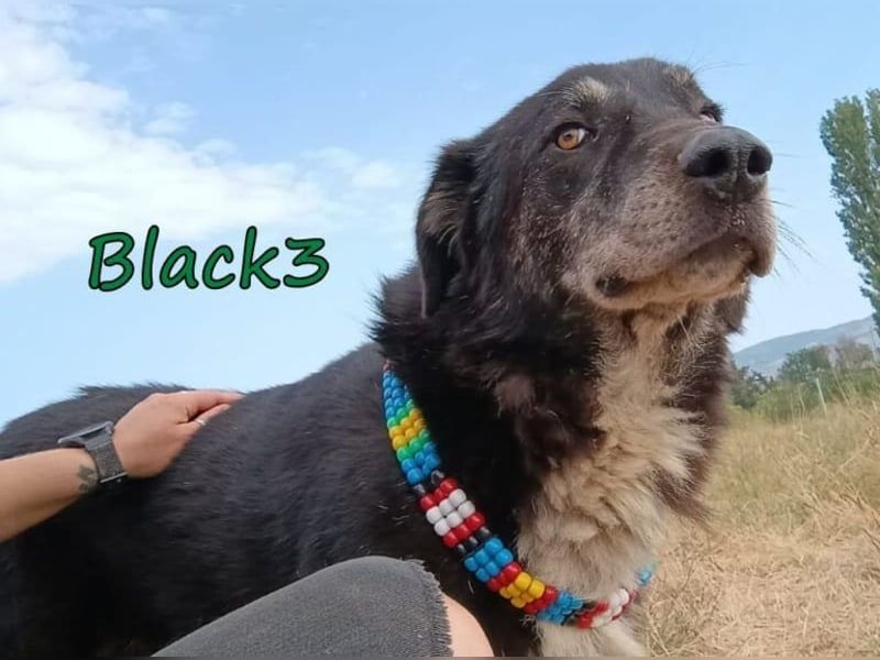 Black3♥️geb. 03/2019 (GRC) - sanfter, liebevoller und verschmuster Rüde!