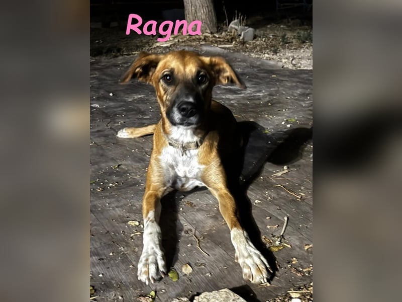 Ragna geb. 01/2025 (ESP) - gutgelaunte, freundliche Junghündin auf der Suche!