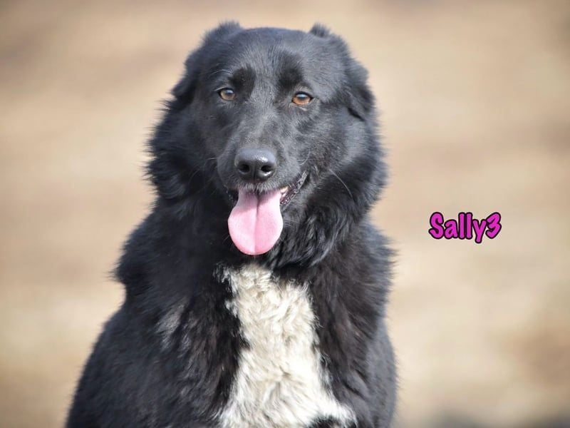 Sally3 geb. 04/2021 - sooo sanfte und verschmuste Hündin sucht liebevolle Menschen!