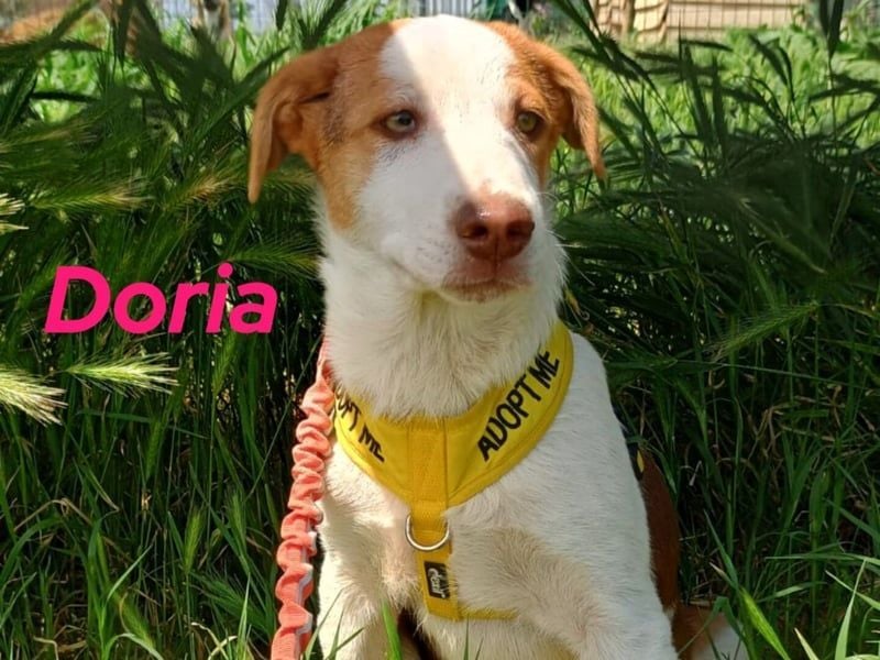 Doria geb. 12/2024 (GRC) - verspielte und verschmuste, kleine Welpin! Doria geb. 12/2024 (GRC) - verspielte und verschmuste, kleine Welpin!