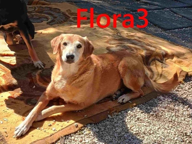 Flora3 geb. 06/2015 (GRC) - soziale Hundedame hat endlich etwas Liebe verdient!