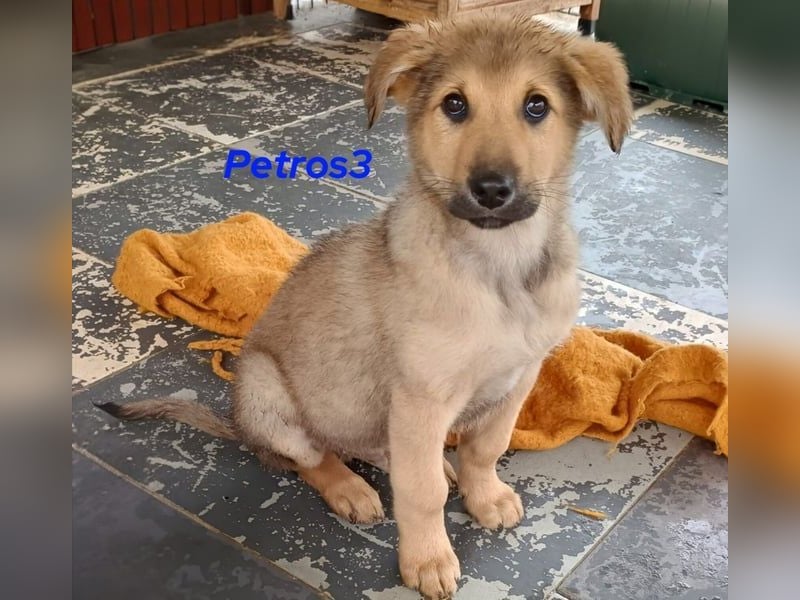 Petros3 geb. 12/2024 (GRC) - ausgeglichener, freundlicher und geselliger Welpe! Petros3 geb. 12/2024 (GRC) - ausgeglichener, freundlicher und geselliger Welpe!