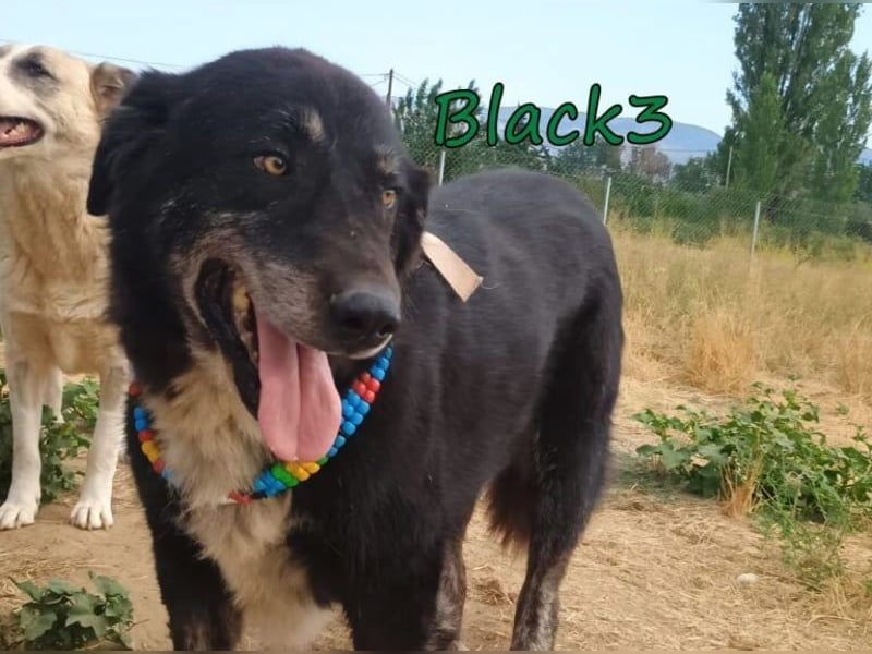 Black3♥️geb. 03/2019 (GRC) - sanfter, liebevoller und verschmuster Rüde!