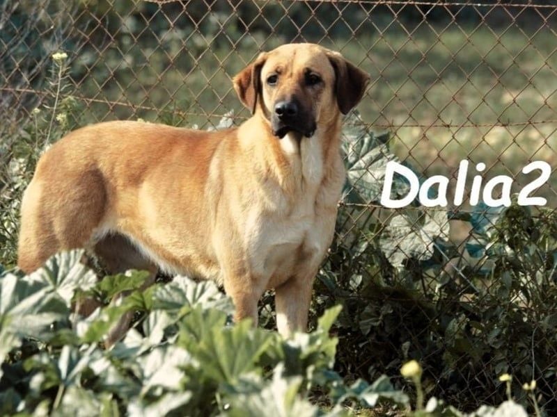 Dalia2 geb. 10/2018 (ESP) - verspielte, sanfte und zurückhaltende Hündin!