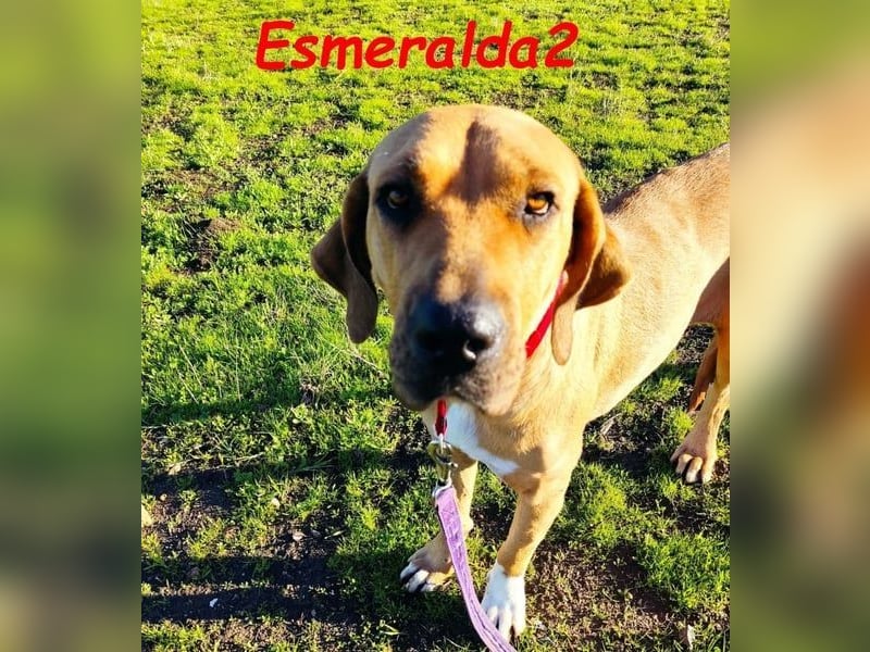 Esmeralda2 geb. 09/2022 (ESP) - ausgeglichene und anhängliche Hündin!