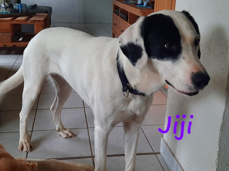 Jiji 07/2023 (in Deutschland) - ruhige und sanfte, wundervolle junge Hündin!