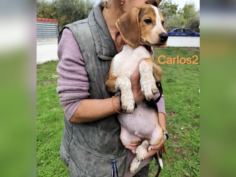 Carlos2 geb. 08/2025 (GRC) - neugieriger und aufgeschlossener, kleiner Welpe!