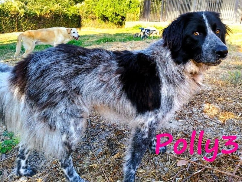 Polly3 geb. 05/2023 (GRC) - neugierige und freundliche, wunderschöne Hündin!