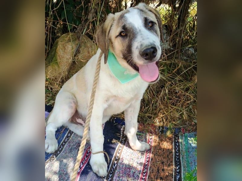 Denis geb. 12/2024 (GRC) - anhänglicher, geselliger, ruhiger und sozialer Welpe!