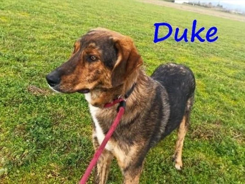 Duke geb. 02/2021 (GRC) - sensibler Rüde möchte endlich das Tierheim verlassen!