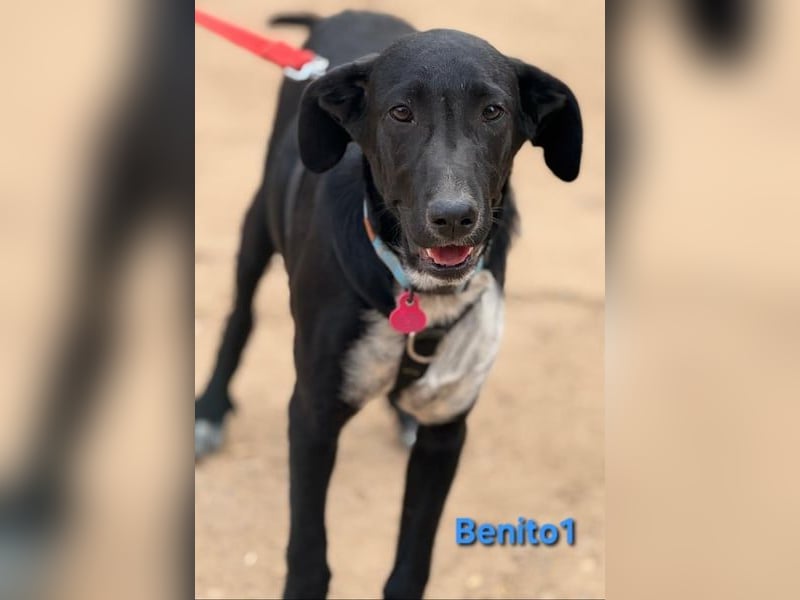 Benito1 geb. 05/2025 (ESP) - liebevoller, mutiger und loyaler Welpe!