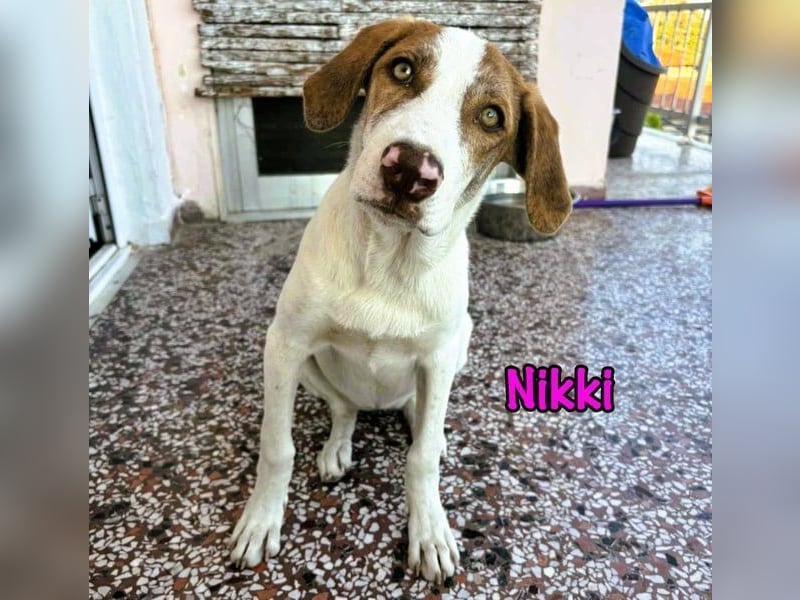 Nikki geb. 03/2025 (GRC) - verträgliche, süße und lernwillige Maus sucht ein Zuhause!