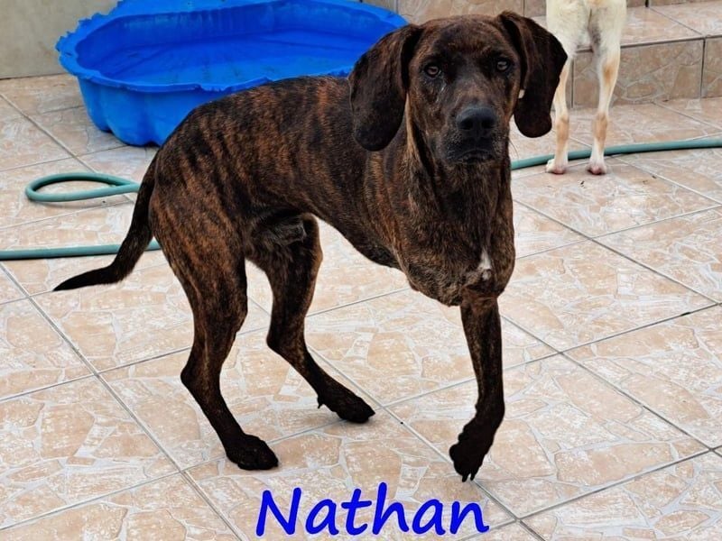 Nathan geb. 01/2022 (GRC) - verspielter, charmanter und wunderschöner Rüde!