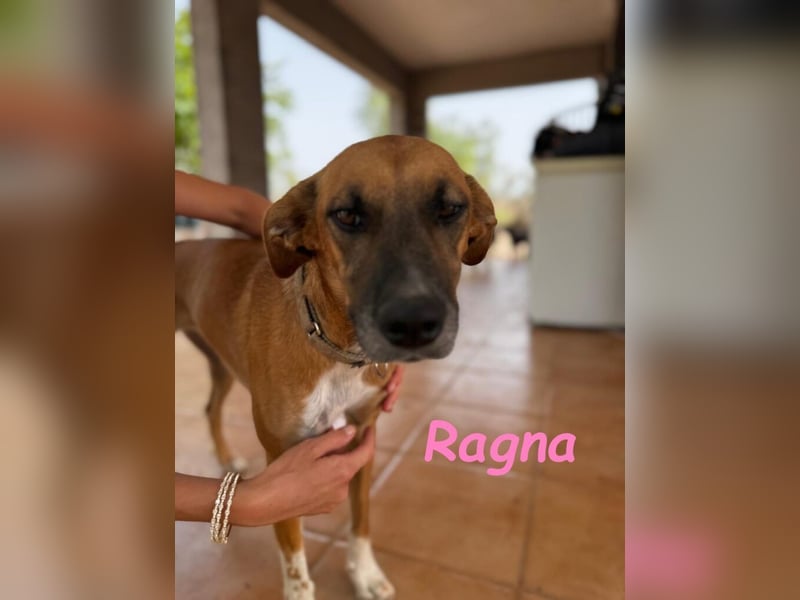 Ragna geb. 01/2025 (ESP) - gutgelaunte, freundliche Junghündin auf der Suche!
