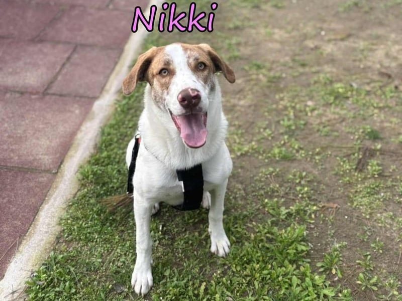 Nikki geb. 03/2025 (GRC) - verträgliche, süße und lernwillige Maus sucht ein Zuhause!