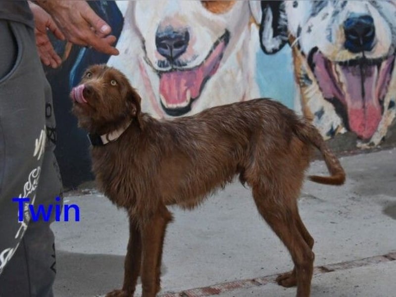 Twin geb. 01/2024 (ESP) - verschmuster und menschenbezogener Hundekumpel!