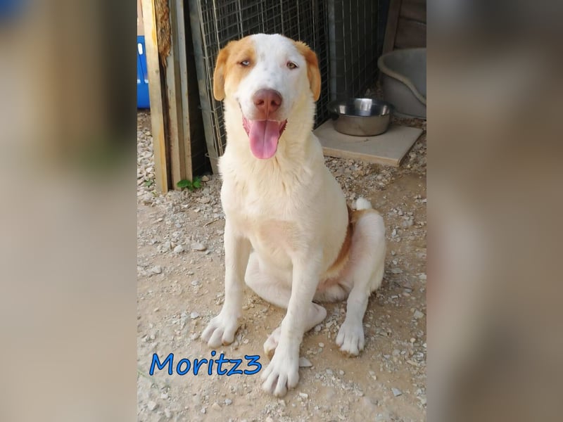 Moritz3 geb. 12/2025 (GRC) - menschenbezogener Junghund sucht endlich seine Familie!