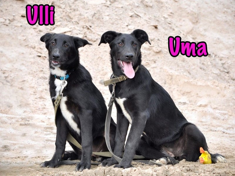 Ulli geb. 03/2025 - fröhliches und neugieriges Mädchen!