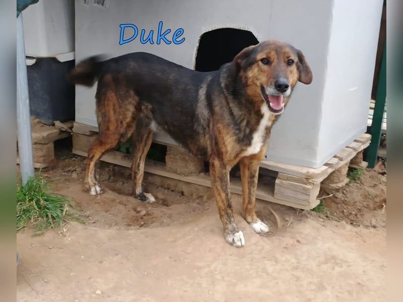 Duke geb. 02/2021 (GRC) - sensibler Rüde möchte endlich das Tierheim verlassen!
