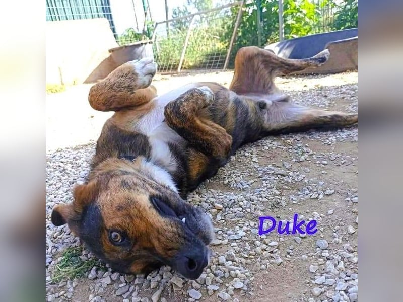 Duke geb. 02/2021 (GRC) - sensibler Rüde möchte endlich das Tierheim verlassen!