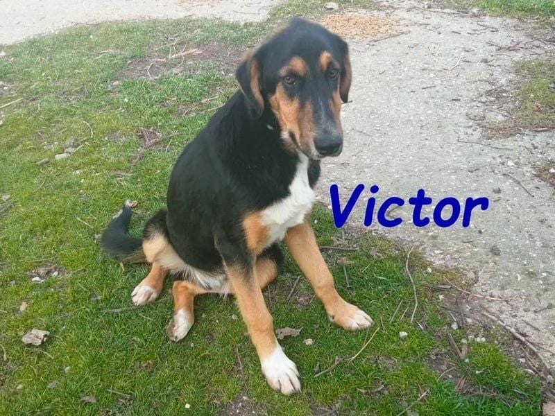 Victor geb. 07/2023 (GRC Pflegestelle) - wunderschöner und menschenbezogener Junghund!