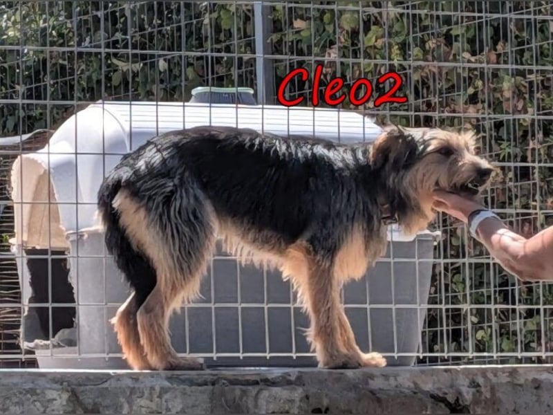 Cleo2 geb. 01/2025 (GRC) - freundliche Junghündin sucht ihr Körbchen oder Pflegestelle!