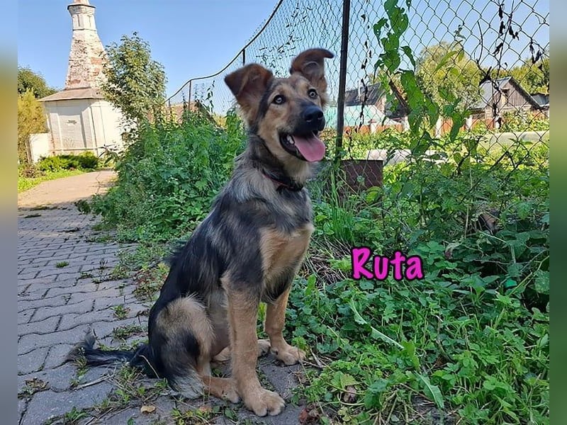 Ruta geb. 01/2025 - gehorsame und fröhliche, wunderschöne Junghündin!