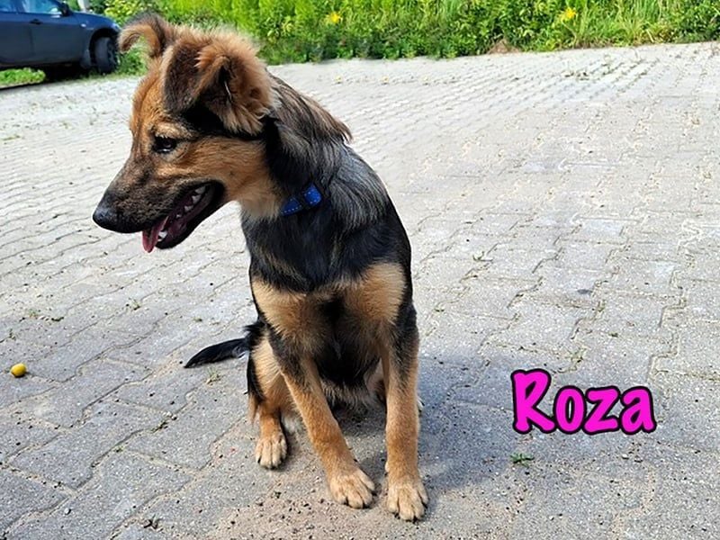 Roza geb. 01/2025 - sanfte und anhängliche, bezaubernde Welpin!