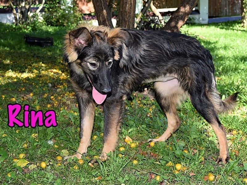 Rina geb. 01/2025 - charmante und verspielte, hübsche Junghündin!