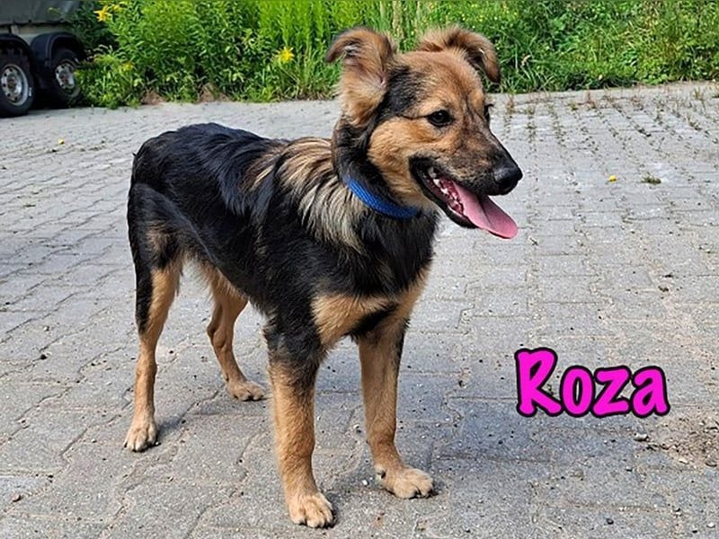 Roza geb. 01/2025 - sanfte und anhängliche, bezaubernde Welpin!