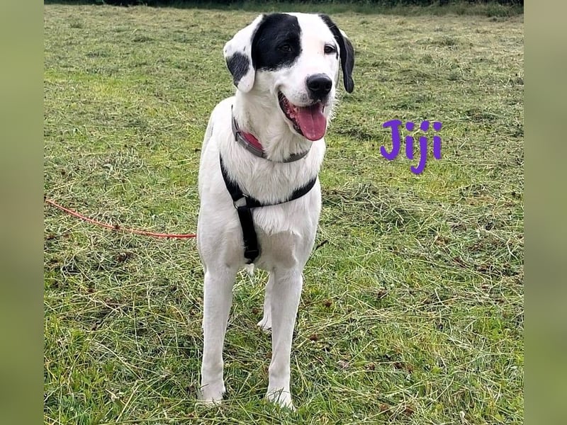 Jiji 07/2023 (in Deutschland) - ruhige und sanfte, wundervolle junge Hündin!