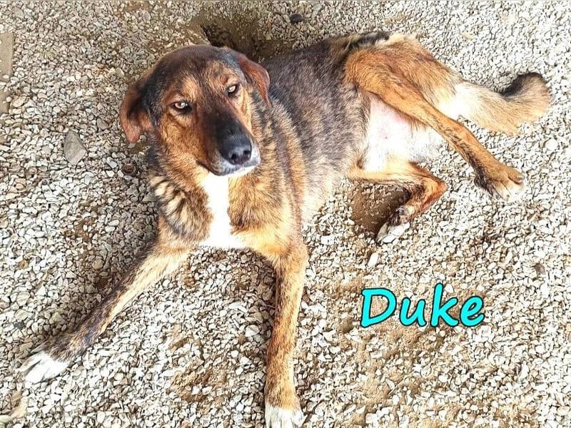 Duke geb. 02/2021 (GRC) - sensibler Rüde möchte endlich das Tierheim verlassen!