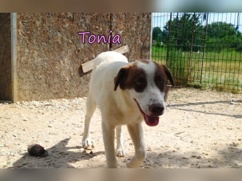 Tonia geb. 12/2025 (GRC) - verspielte Welpin sucht ihre Familie!