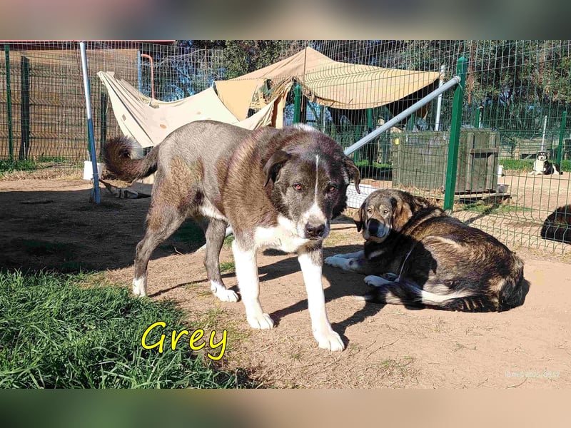 Grey geb. 11/2017 (GRC) - süßer und sensibler Opi mit einem großem Herz sucht ein warmes Zuhause!