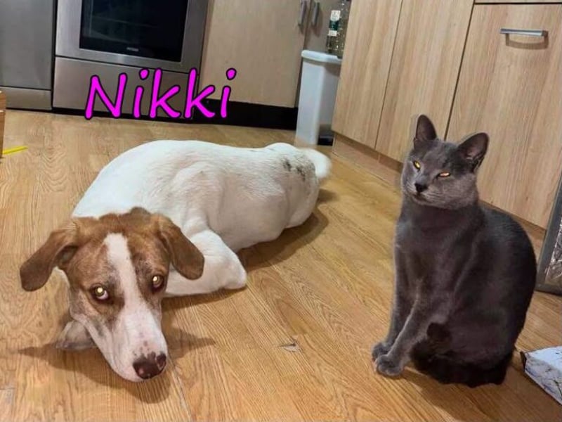 Nikki geb. 03/2025 (GRC) - verträgliche, süße und lernwillige Maus sucht ein Zuhause!