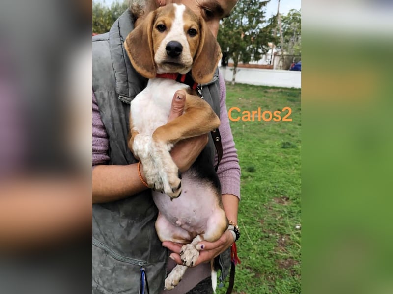 Carlos2 geb. 08/2025 (GRC) - neugieriger und aufgeschlossener, kleiner Welpe!