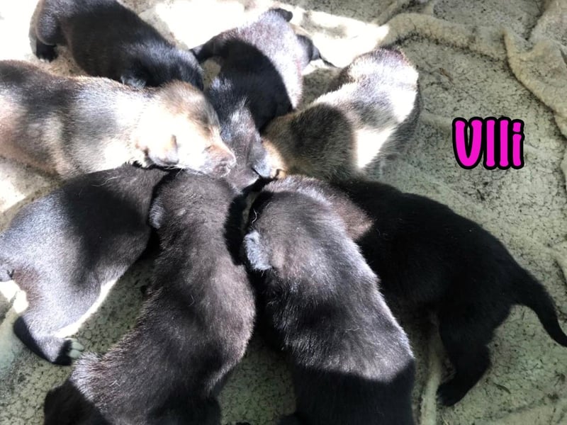 Ulli geb. 03/2025 - fröhliches und neugieriges Mädchen!