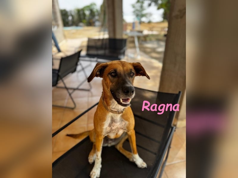 Ragna geb. 01/2025 (ESP) - gutgelaunte, freundliche Junghündin auf der Suche!