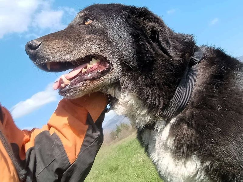 Black3 geb. 03/2019 (GRC) - sanfter, liebevoller und verschmuster Rüde!