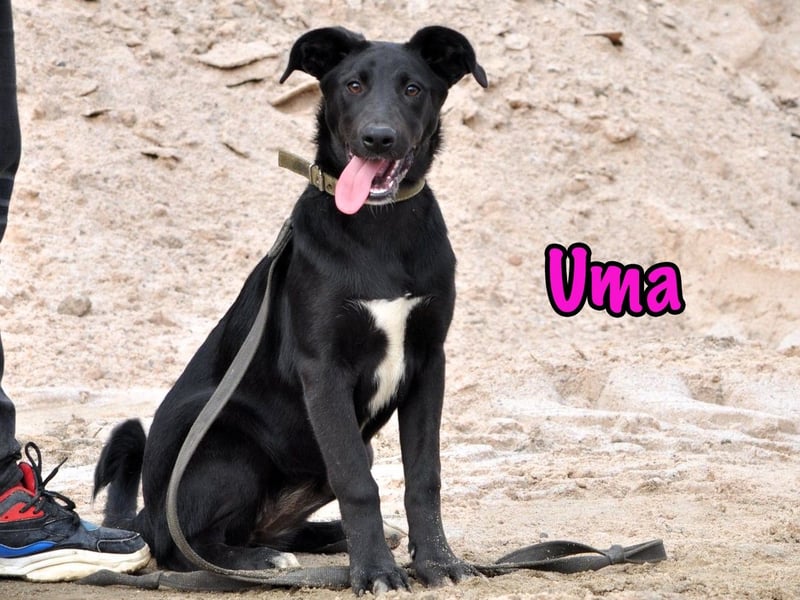 Uma geb. 03/2025 - freundliche und liebevolle Junghündin!
